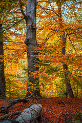 Image showing Trees in the woods in the fall