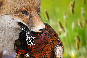 Image showing Fox with a feasan in mouth