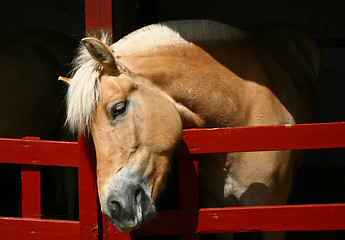 Image showing Horse head