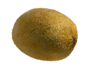 Image showing Kiwi