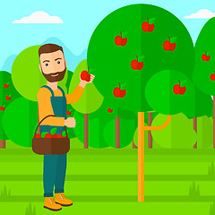 Image showing Farmer collecting apples.