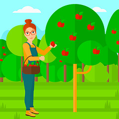 Image showing Farmer collecting apples.