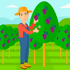 Image showing Farmer collecting grapes.