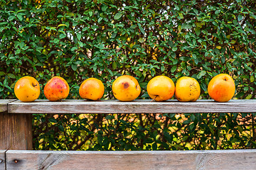 Image showing Apples on a row