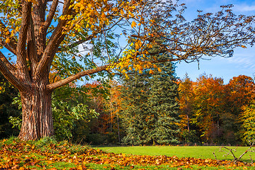 Image showing Big tree losing the leaves