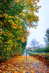 Image showing Path in the park with autumn maple