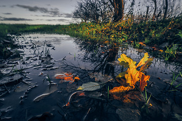 Image showing Autumn maple in a dark puddle
