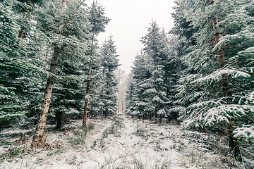 Image showing Forest with pine trees in the winter