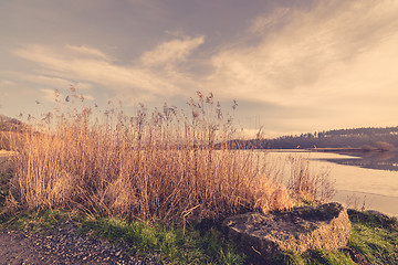 Image showing Reeds in the winter at a frozen lake