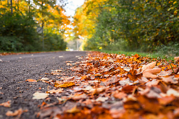 Image showing Autumn leaves by the road