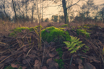 Image showing Green fern in a forest