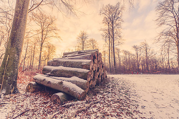 Image showing Wood stack in a forest sunrise