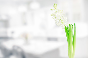 Image showing White hyacinth flower in a kitchen