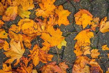 Image showing Colorful leaves on the sidewalk