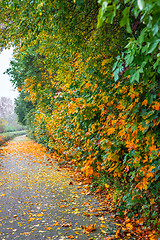 Image showing Park lane with autumn leaves