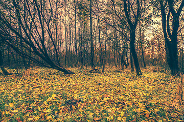 Image showing Colorful leaves on the ground in the forest