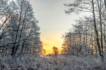 Image showing Sunrise in a forest on a cold morning