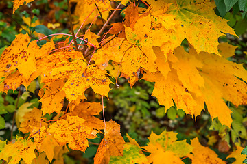 Image showing Yellow autumn maple in the fall