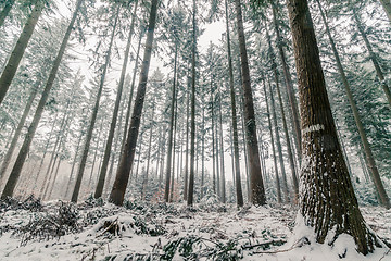 Image showing Pine tree forest in Scandinavia