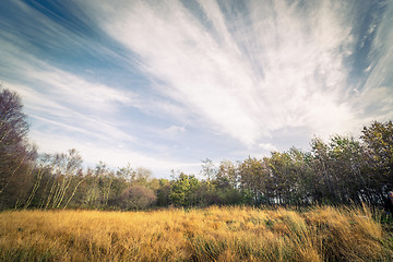 Image showing Nature from Denmark with birch trees