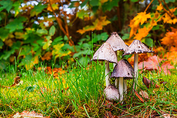 Image showing Mushrooms in the autumn forest