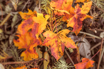 Image showing Autumn maple in red and yellow colors