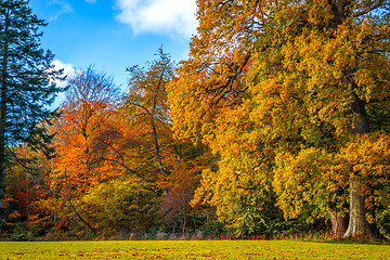 Image showing Colorful trees in the change