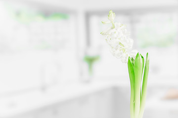 Image showing Indoor flower in a kitchen