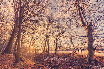 Image showing Winter morning in the forest
