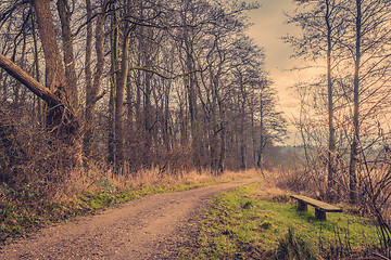 Image showing Bench by a road in the forest