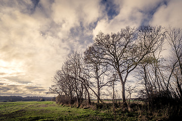 Image showing Dark trees by a field