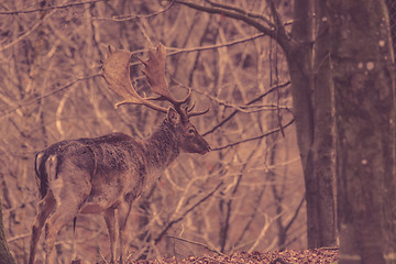 Image showing Deer in a forest at autumn