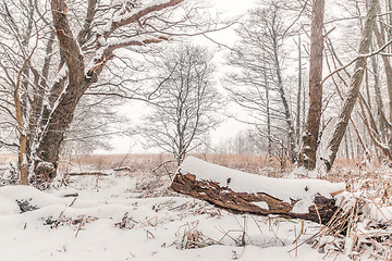 Image showing Snow on a tree log in the forest