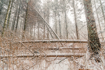 Image showing Snow on fallen trees in a forest