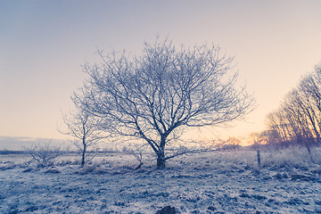 Image showing Tree in the winter frost