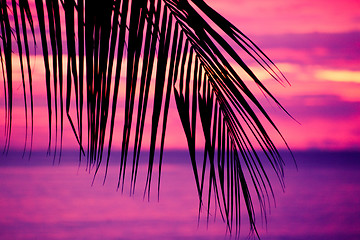 Image showing Tropical sunset with palm tree