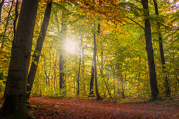 Image showing Trees in the early autumn