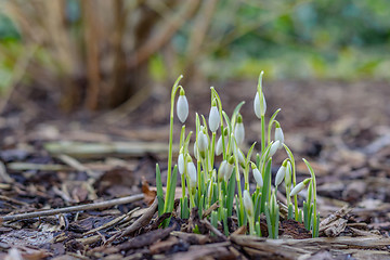 Image showing Snowdrop flowers in the springtime