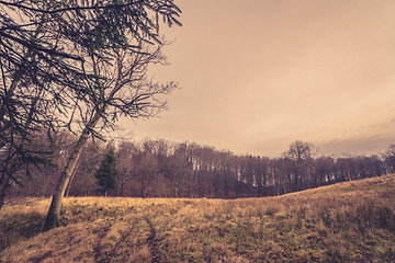 Image showing Forest at a prairie in autumn