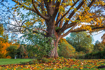 Image showing Big tree in the autumn