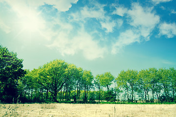 Image showing Green trees in a summer landscape