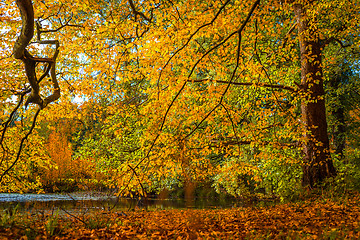 Image showing Colorful trees by a small lake