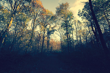 Image showing Autumn forest in the evening