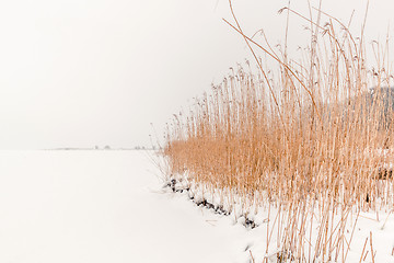 Image showing Rushes in the winter snow