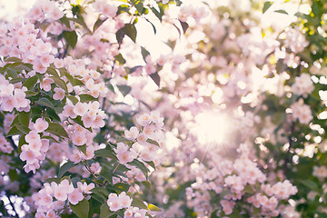 Image showing Blooming apple tree with sun flare