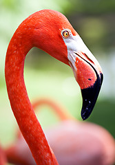 Image showing Profile of American flamingo with its long neck and beak