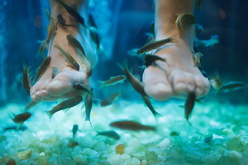 Image showing Fish spa pedicure wellness skin care treatment