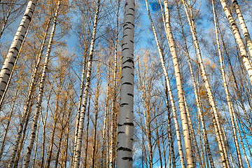 Image showing Birch trees background.