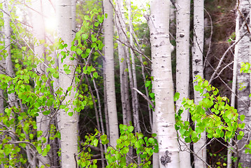 Image showing Aspen grove