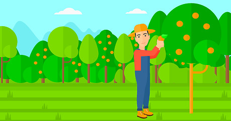 Image showing Farmer collecting oranges.